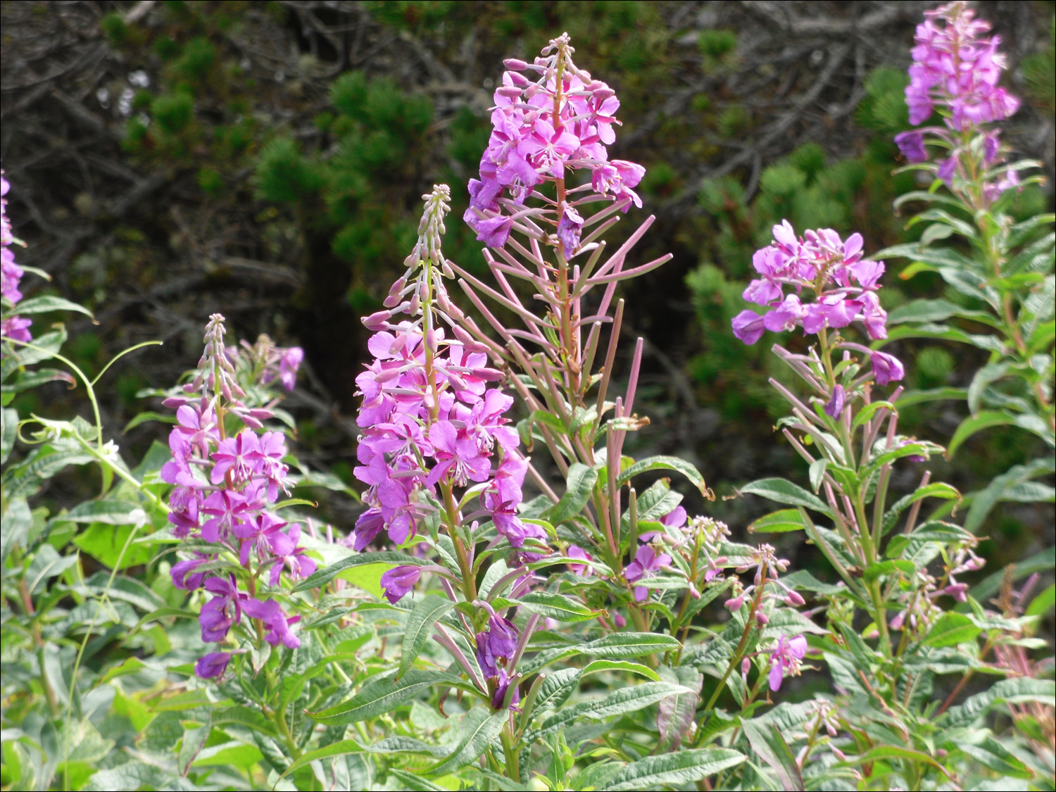 Newport, OR- Photos taken @ the Yaquina Head Lighthouse-fireweed